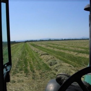 First harvest, '09