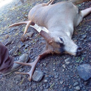 10 point buck