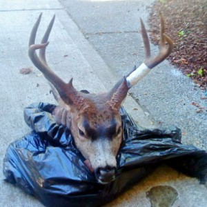 10 point buck