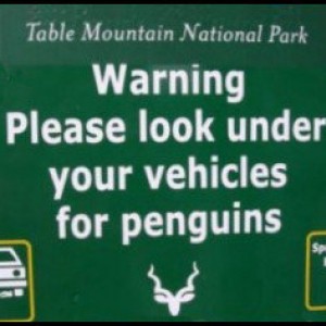 penguins_under_car