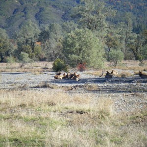 Pillsbury Tule Elk