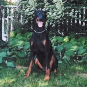 Dobe