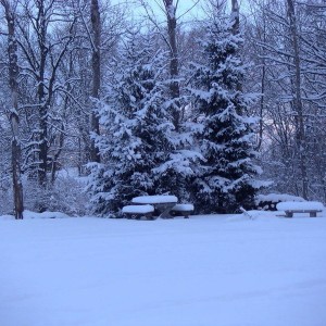 back_pines