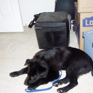 Amber Sleeping