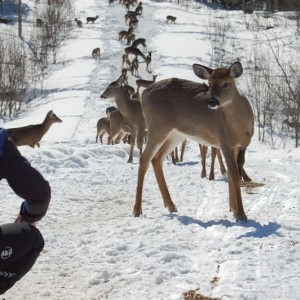 Snowmobile_Traffic
