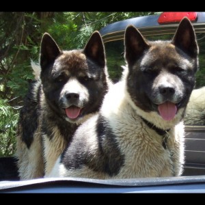 My Akitas. Kaide and Kohda, Kaides the one smiling!