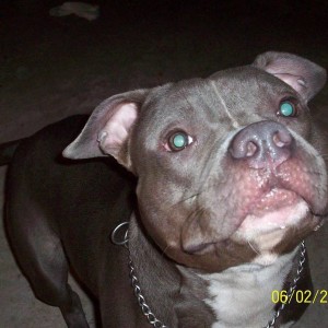Bishop our blue pitbull