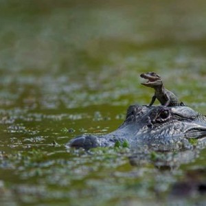 Gogators-1