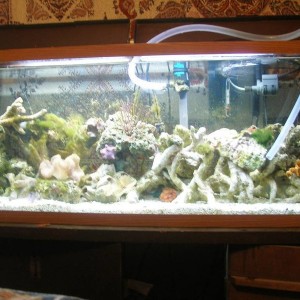 60 gallon reef tank