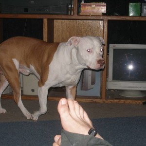 my puppy