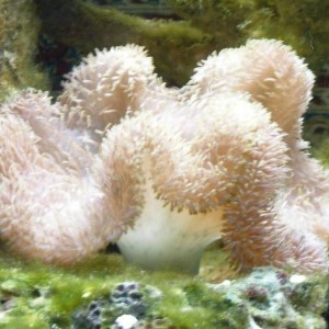reef tank