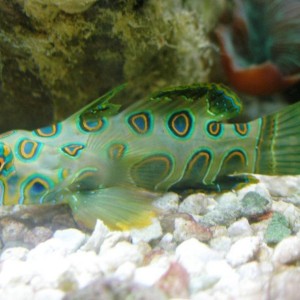 reef tank