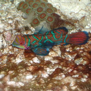 reef tank