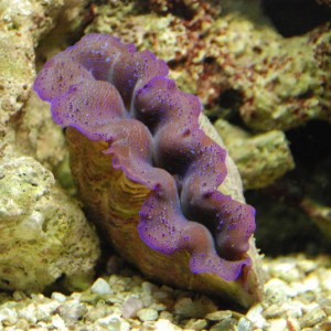 reef tank