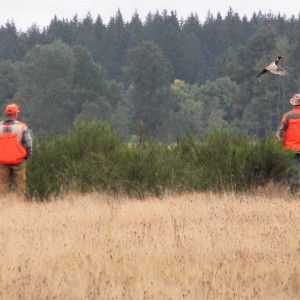 Pheasant that got away
