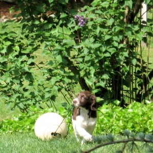 Phoebe summer 09