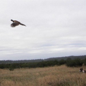 Pheasant n Annie