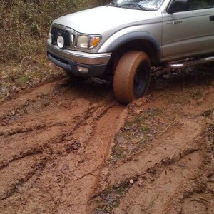 Bored this morning in the woods