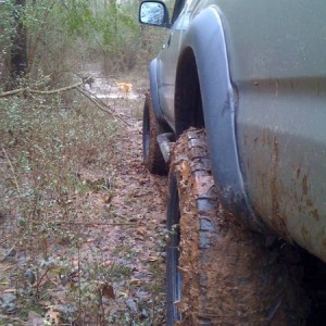 Bored this morning in the woods