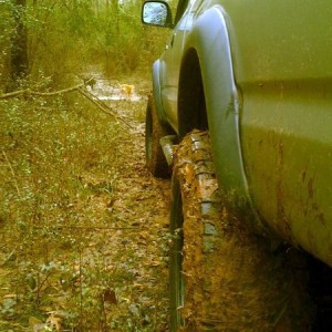 Bored this morning in the woods