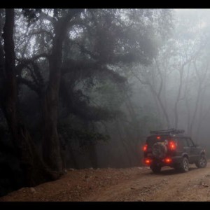 Disco in the mist
