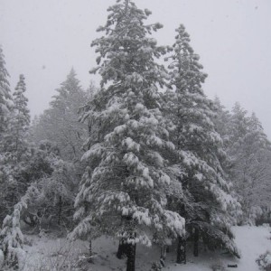snow in the Mendocino forest