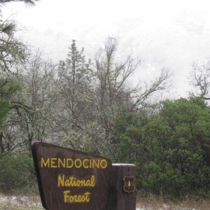 snow in the Mendocino forest