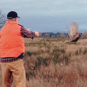 Pheasant release