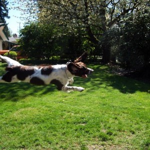 Jack flying