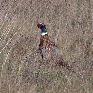 Pheasant in the field