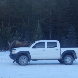 tacoma and moose