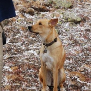 dog_2