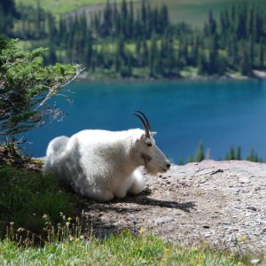 Glacier Park