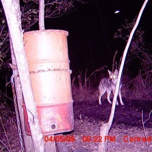 Coyote
