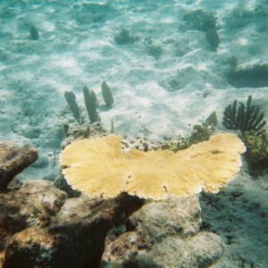 plate coral