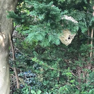 Huge bald-faced hornets nest in my yard... :o