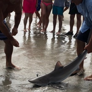 I actually 'lassoed' this shark. You can see the leader wrapped around the gills. No hook set at all.