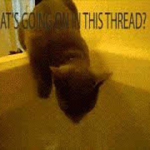 Abandon Thread Cat