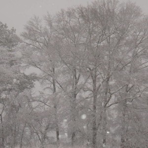Snow Feb 2010
