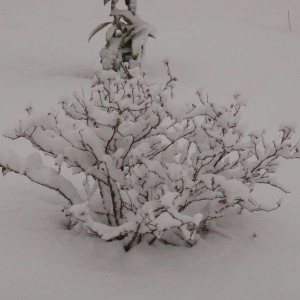 Snow Feb 2010