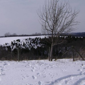 Farm