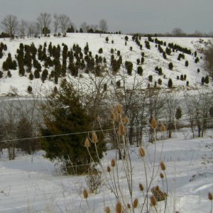 Farm