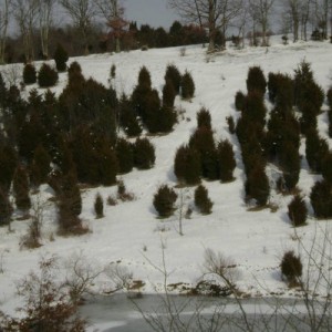 Farm