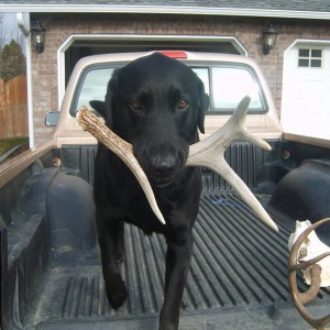 Hell of a shed dog