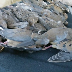 I limited out yesterday and everyone else in the field killed 3 or 4 haha but we wound up with 40 birds between 9 guns