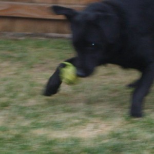 loves his ball