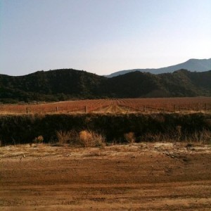 Los Padres National Forest - Quatal Canyon