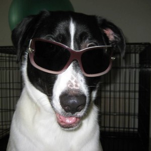 stunner shades