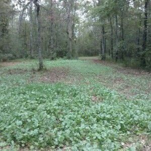 Green field is coming along