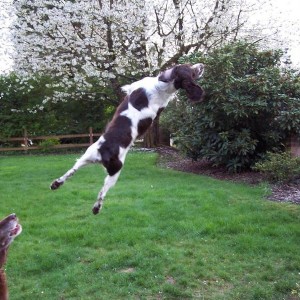 flyin Jack